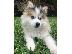 PoulaTo: Υπέροχα κουτάβια Pomsky